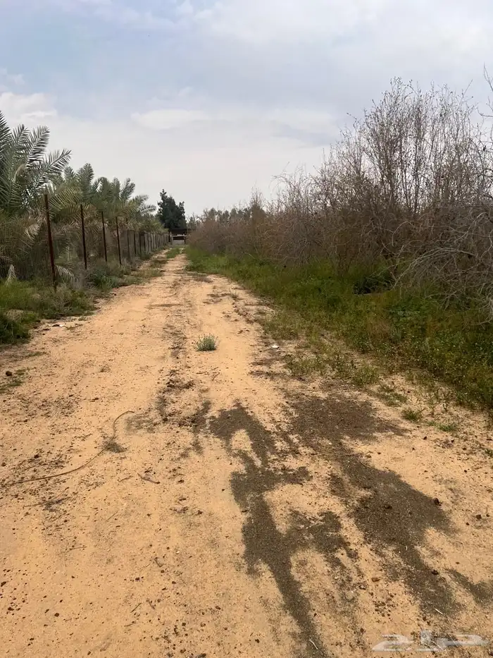 للبيع مزرعة عيون الجواء ( المليدا الشماليه) 11