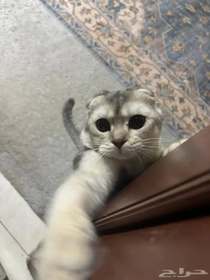 قط سكوتش فولد 2