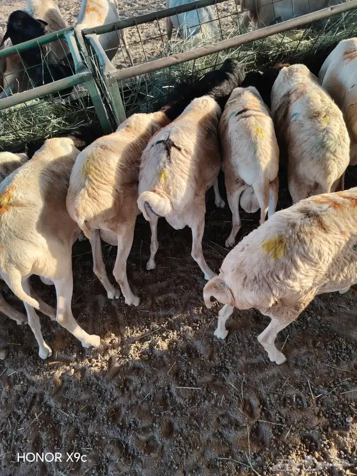 عرض الجملة تيوس وبرابر نخب أول 1