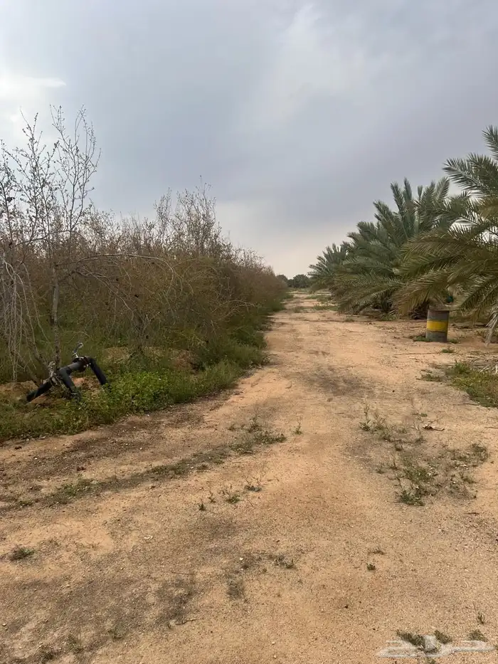 للبيع مزرعة عيون الجواء ( المليدا الشماليه) 8