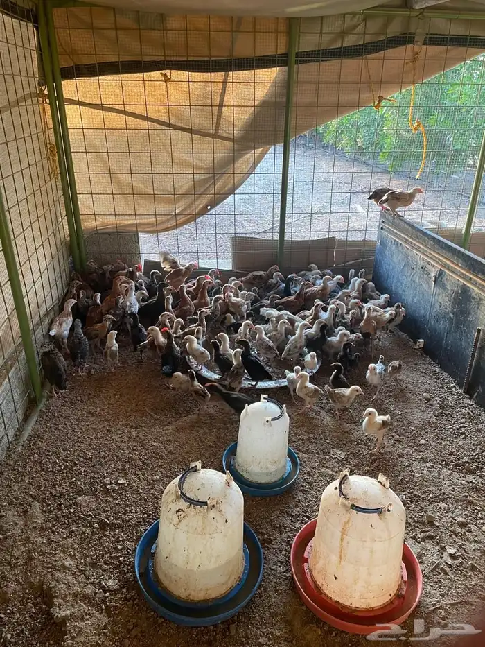 دجاج صوص للبيع 6