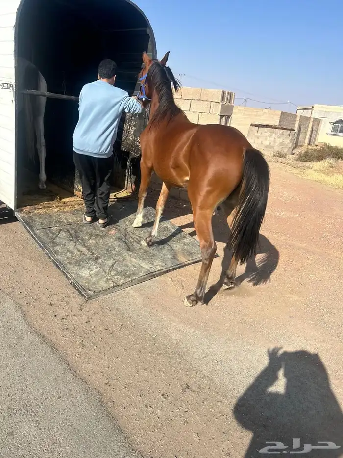 حصان عربي 0