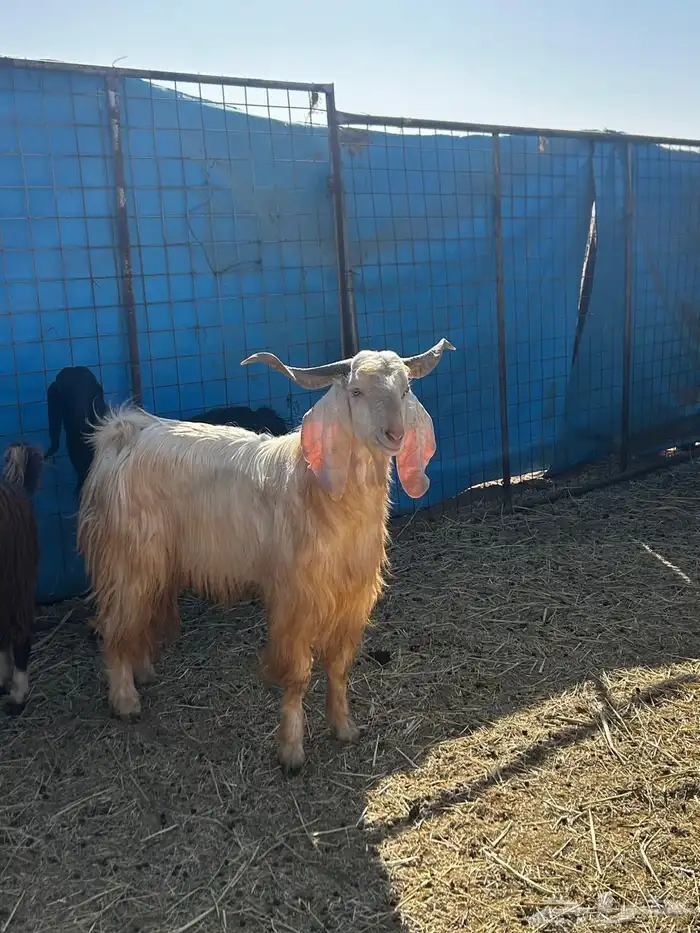 معزا مضاريع قريبات 6