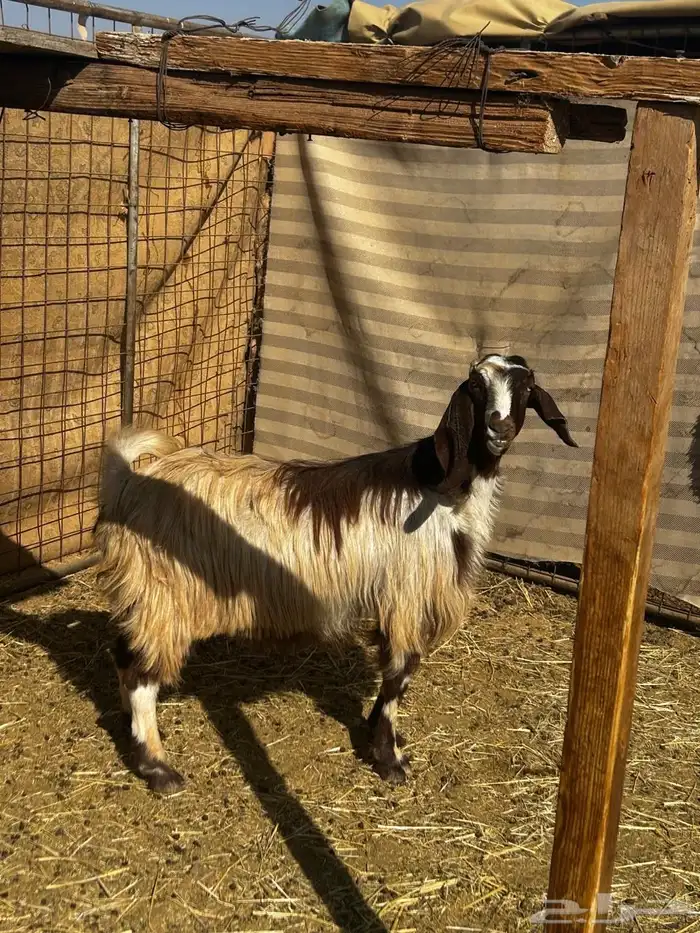 معزا مضاريع قريبات 1