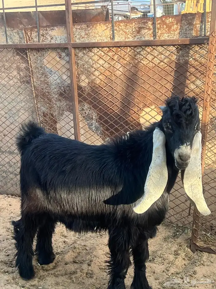 جفار للبيع عوراض 0