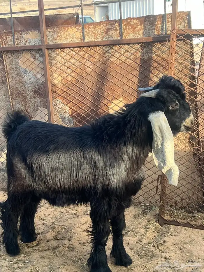 جفار للبيع عوراض 3