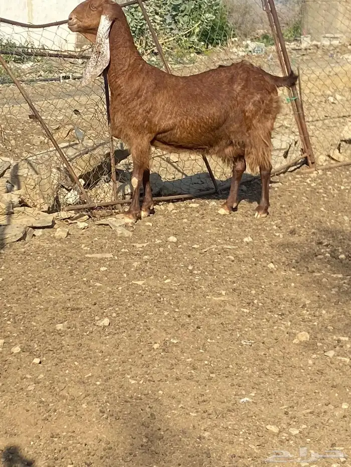 ماشاءالله تبارك الله شاه فاخر سنها جامع 0