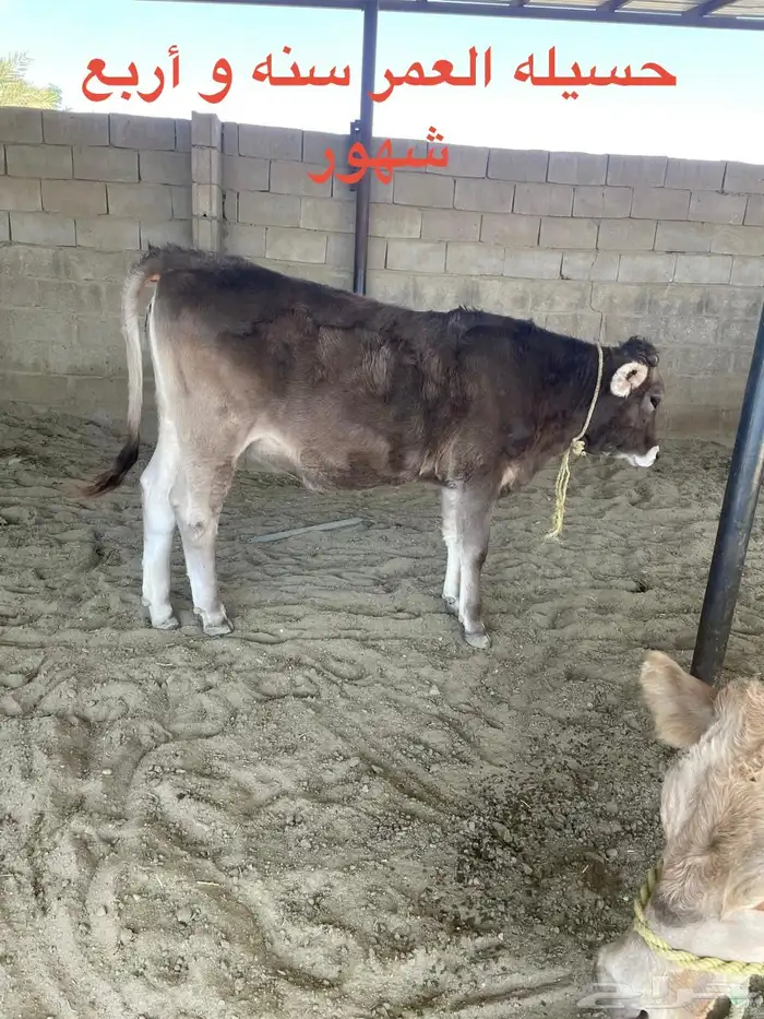 حسلان مشروكه ألماني سويسري في بيشة 1