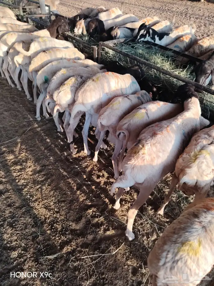 عرض الجملة تيوس وبرابر نخب أول 2