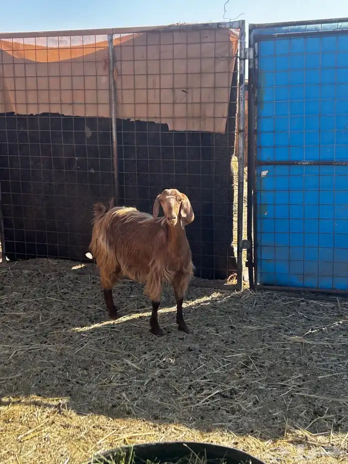 معزا مضاريع قريبات 3