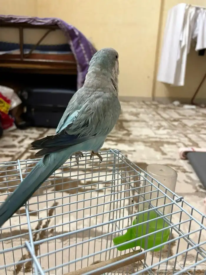 كويكر اليف عنده كم كلمه 1