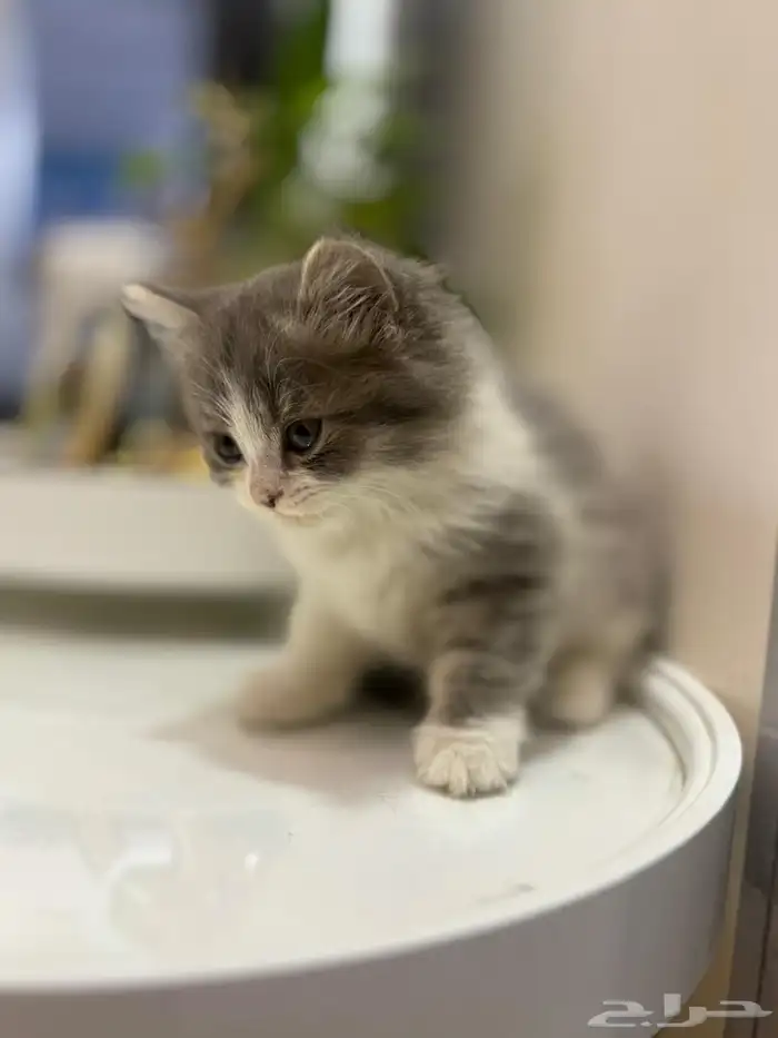 اربع قطط للبيع العمر شهرين تاريخ الميلاد10 09 2025 3