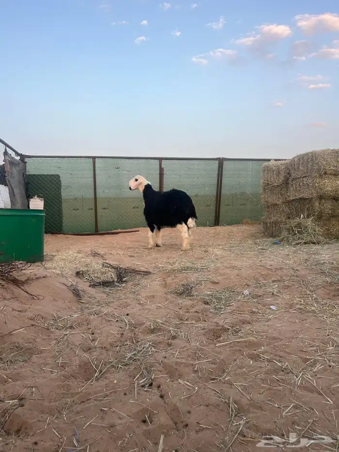 خروف مشروع شرط 2