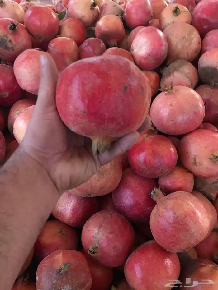 للبيع مزرعة عيون الجواء ( المليدا الشماليه) 15