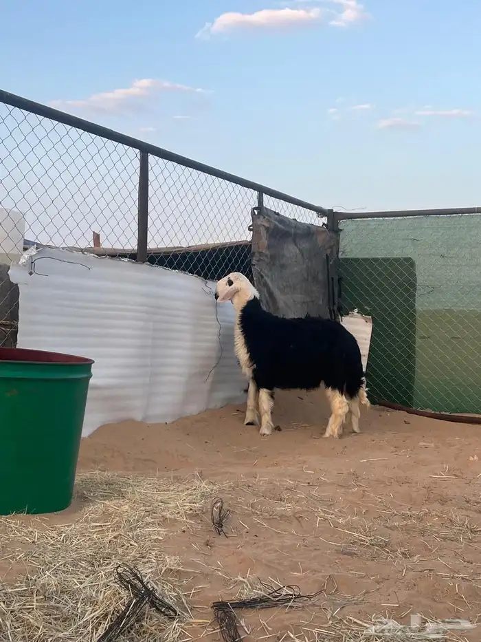 خروف مشروع شرط 1