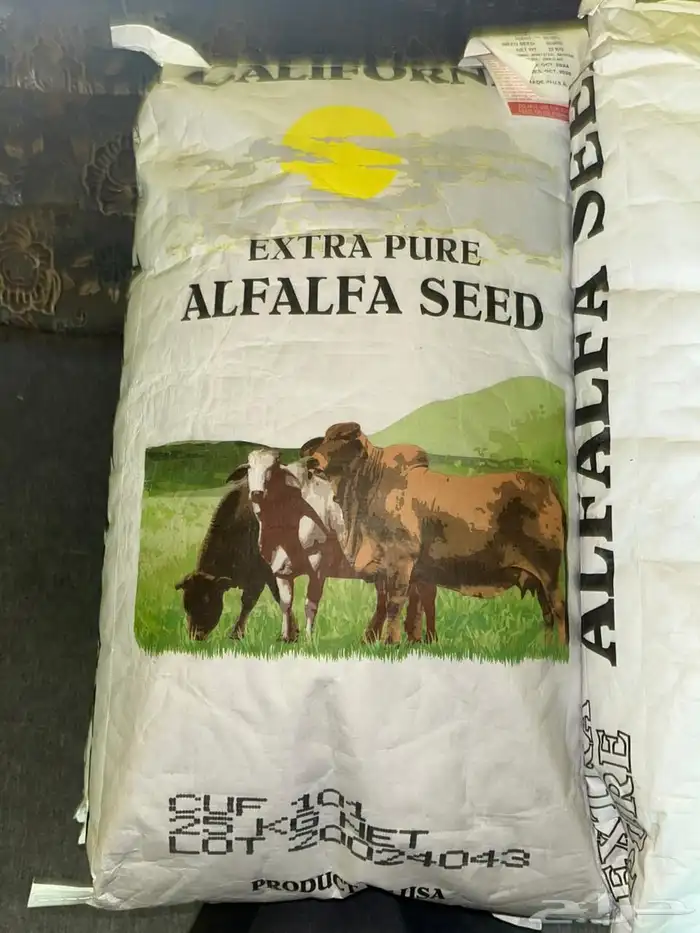 بذور برسيم 0