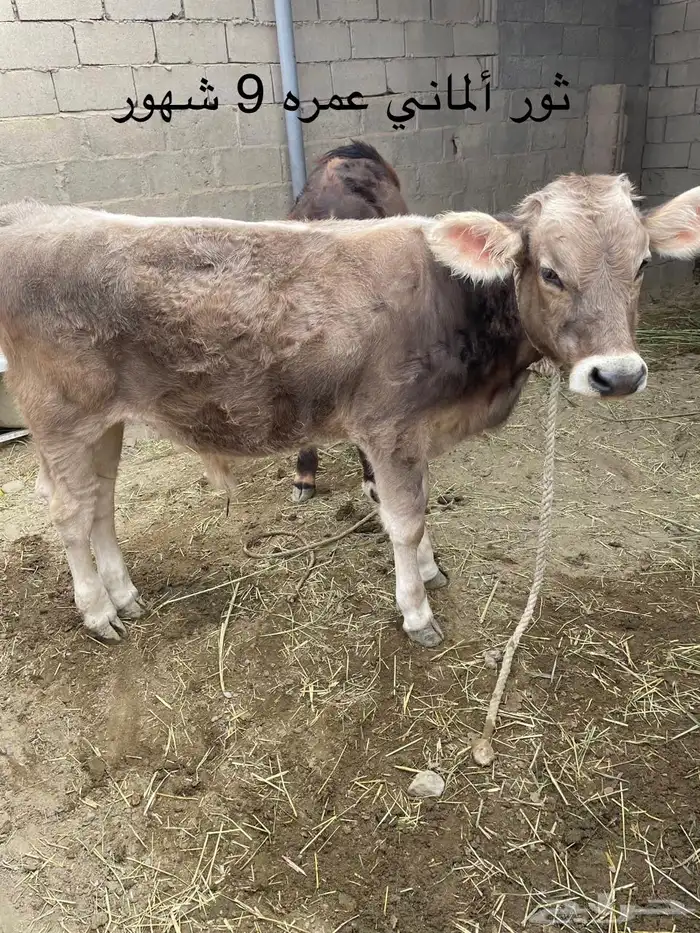 حسلان مشروكه ألماني سويسري في بيشة 0