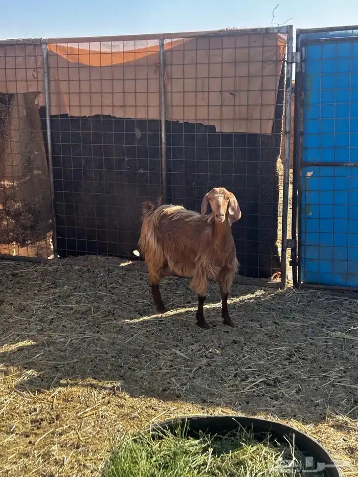 معزا مضاريع قريبات 2