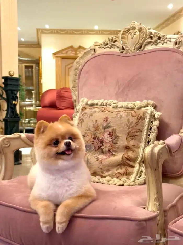 تيدي فايس Pomeranian بوميرانيان 0