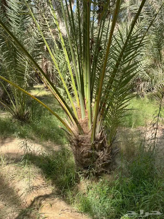 جميع أنواع النخيل 5