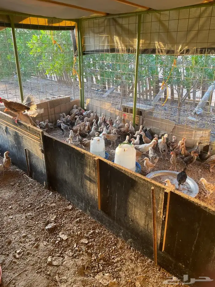 دجاج صوص للبيع 4