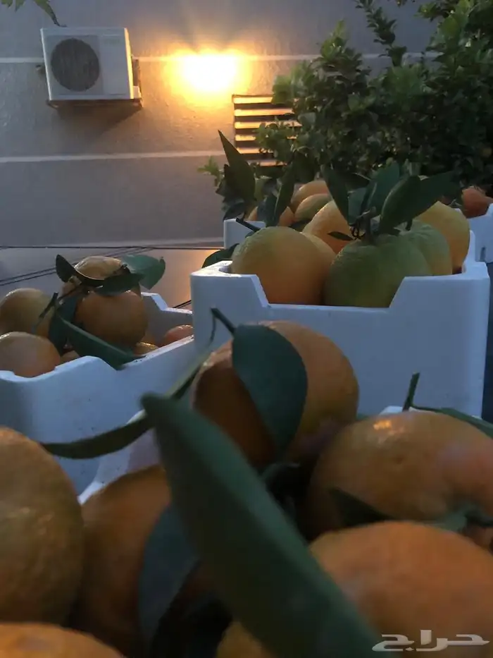 للبيع مزرعة عيون الجواء ( المليدا الشماليه) 21