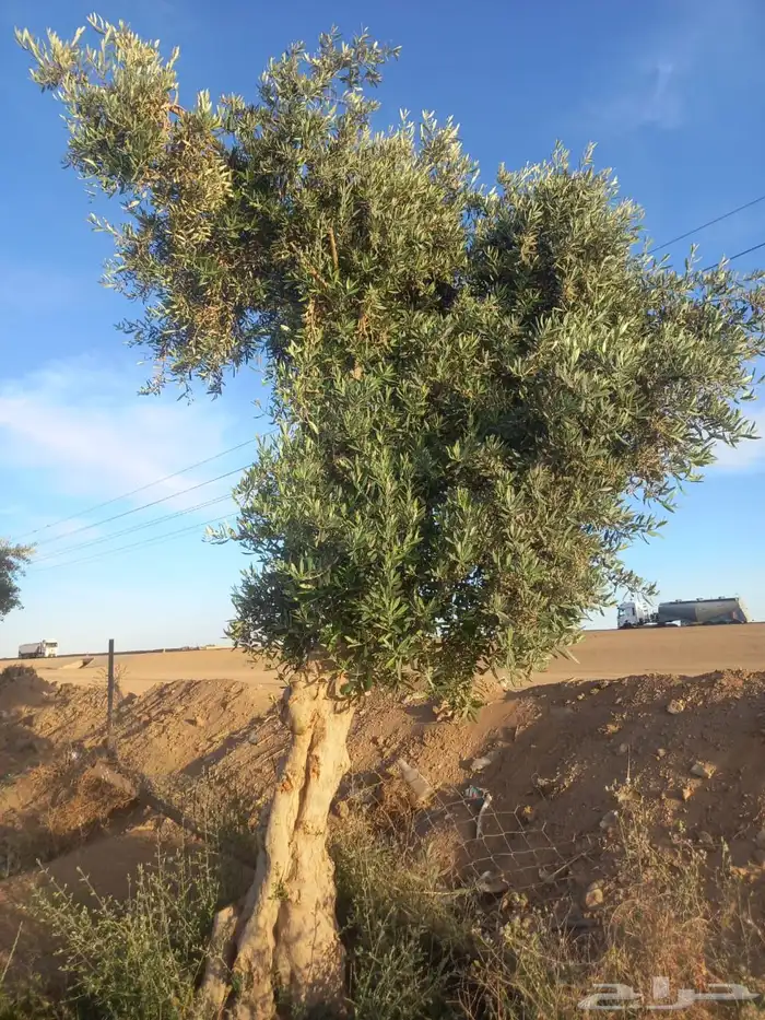 شجر ساق زيتون معمراشجار زيتون ساق معمر 38