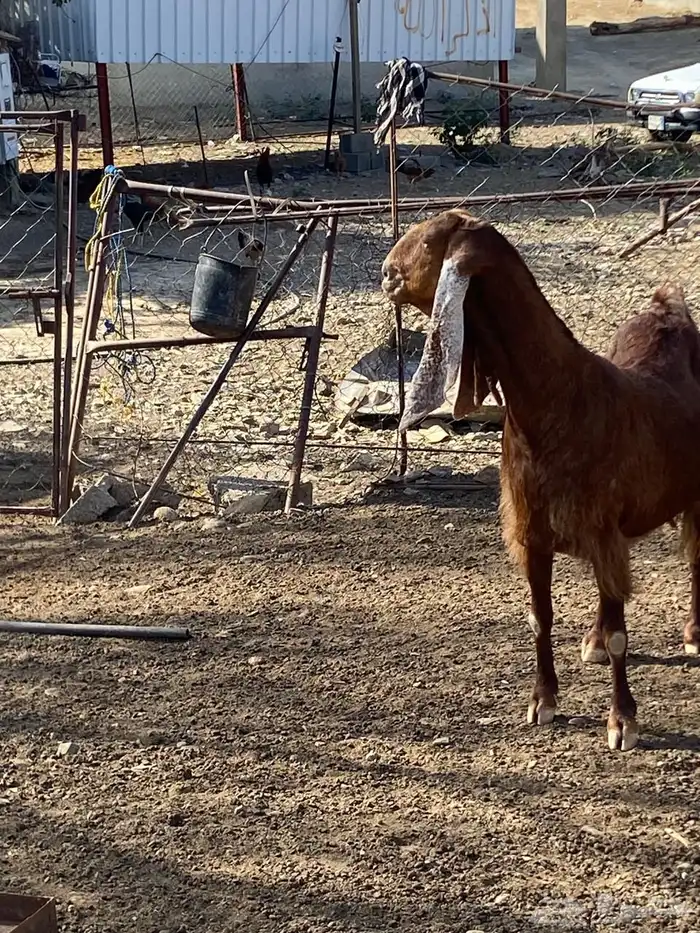 ماشاءالله تبارك الله شاه فاخر سنها جامع 2