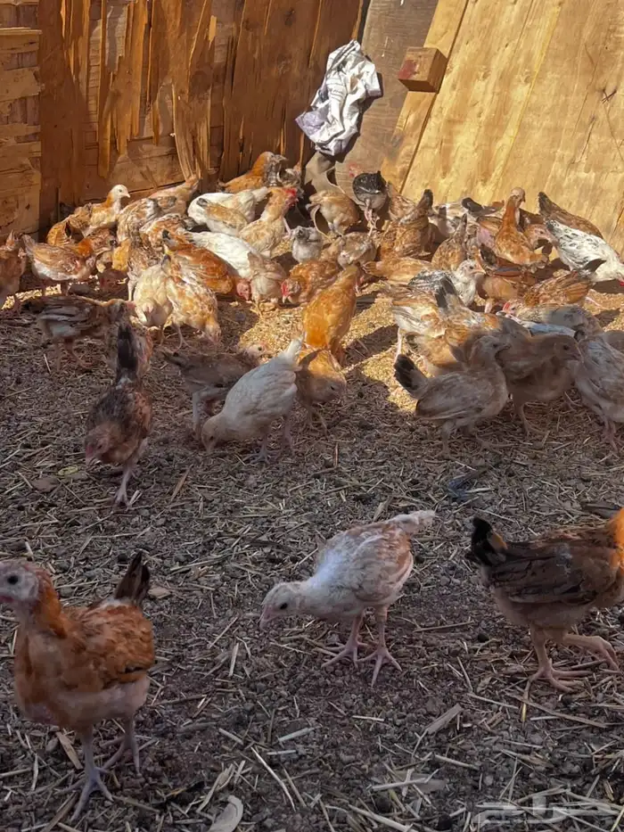 للبيع دجاج 2