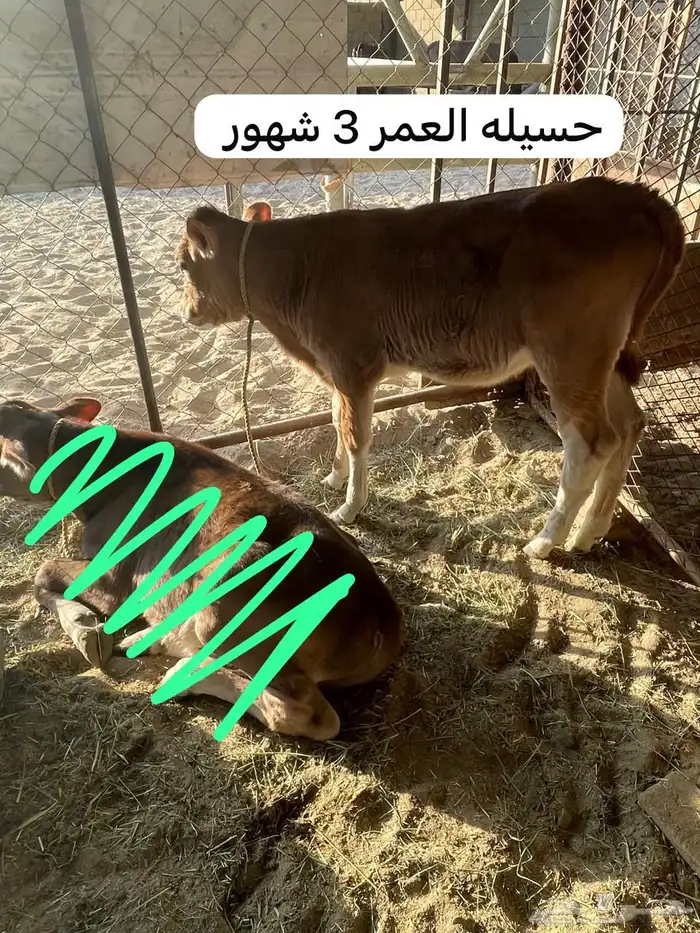 حسلان مشروكه ألماني سويسري في بيشة 2