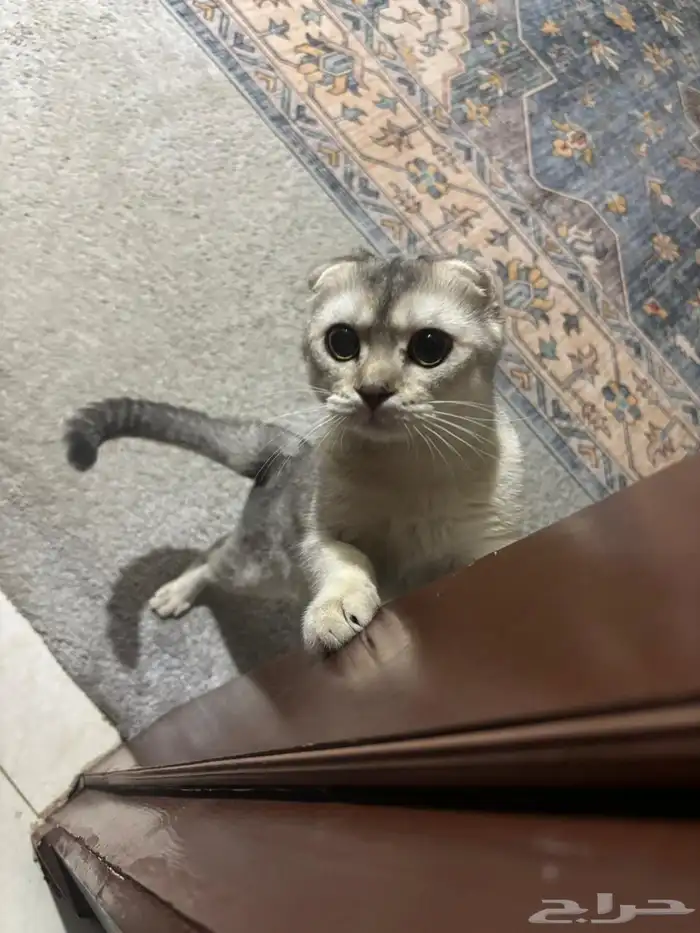 قط سكوتش فولد 3