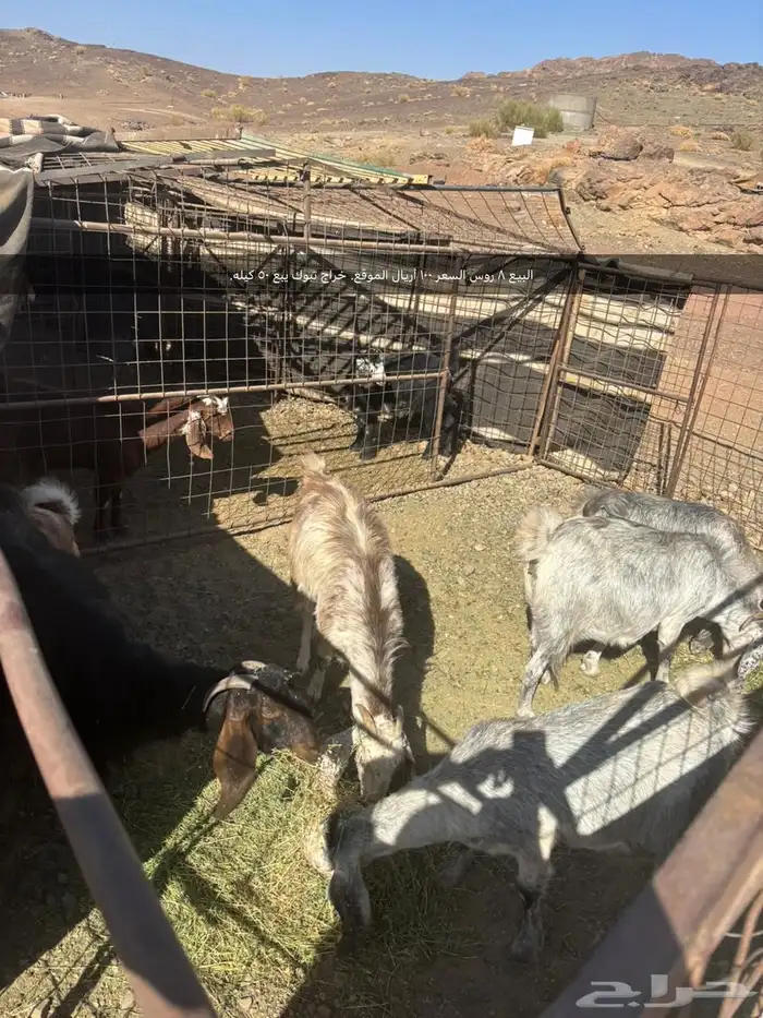 البيع. 8 روس 0