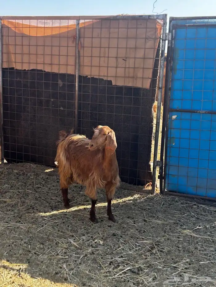 معزا مضاريع قريبات 4