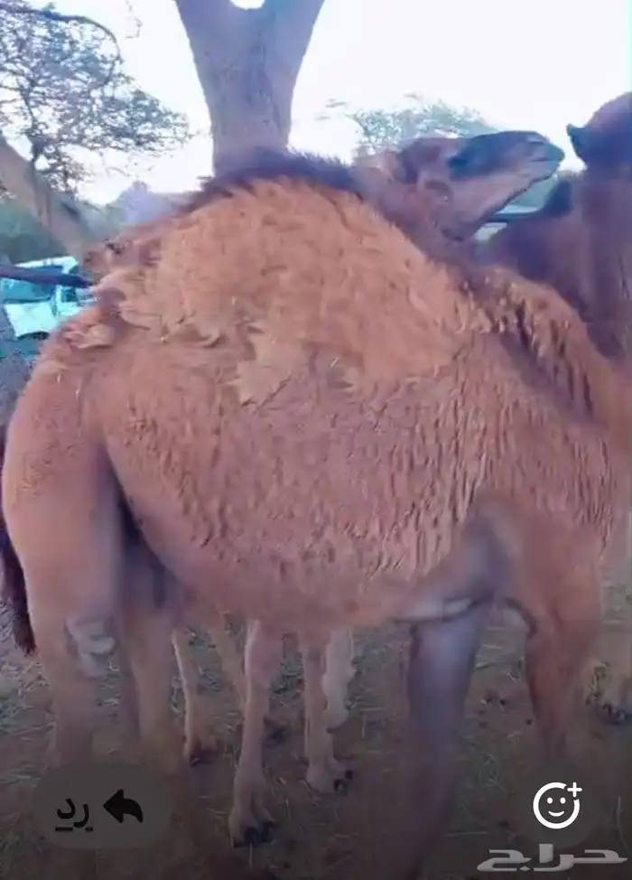 قعدان ع حليب اماتها مرباه عندي 5