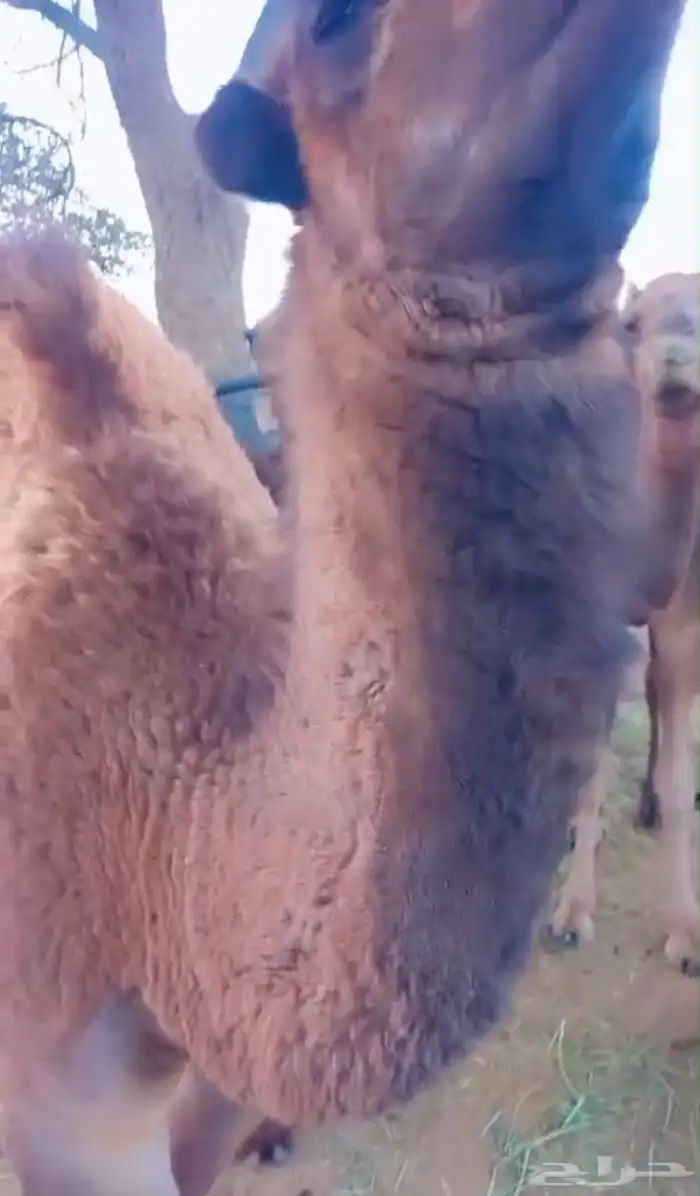 قعدان ع حليب اماتها مرباه عندي 6