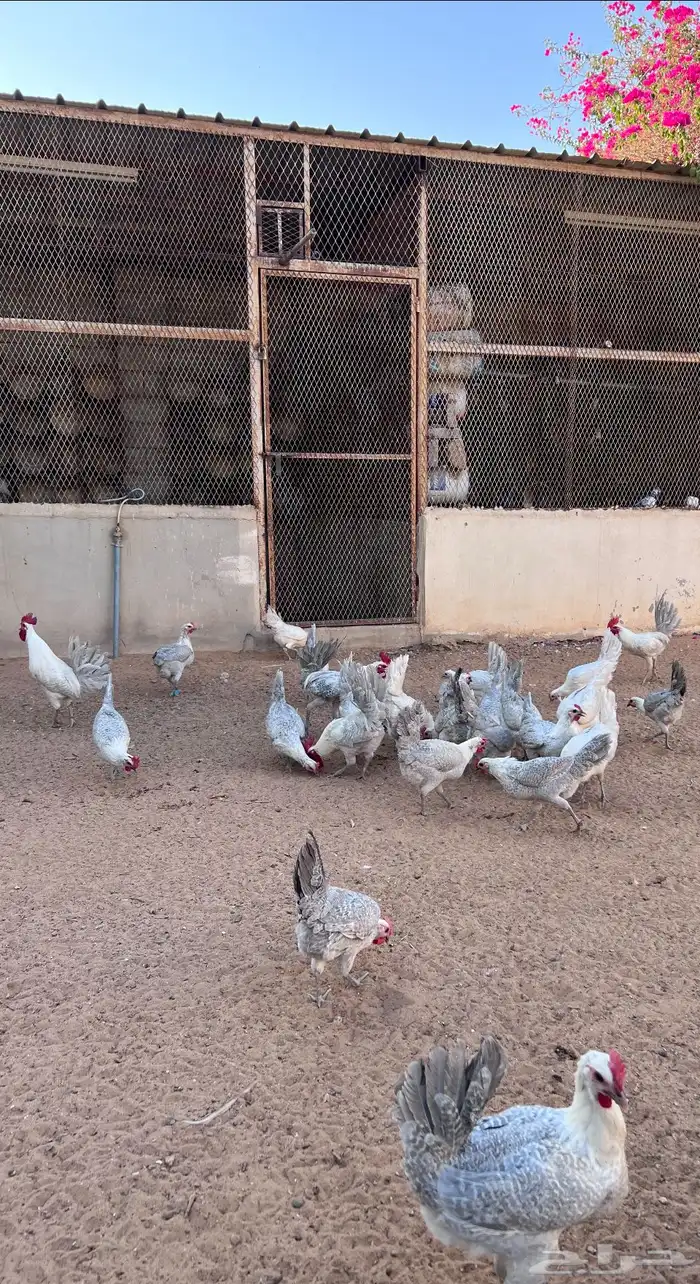 بيض دجاج فيومي مخصب 2