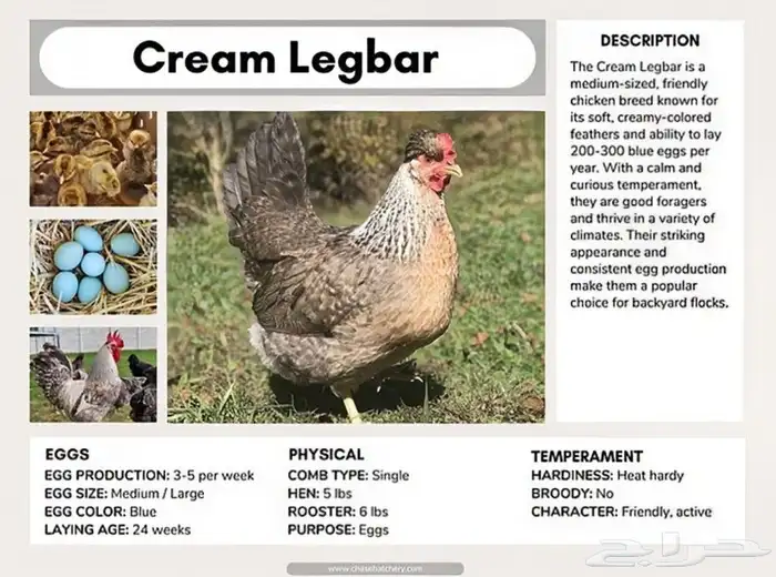 صوص دجاج كريم ليجبار (لقبار) ذو البيض الأزرق نوادر خوارج 7