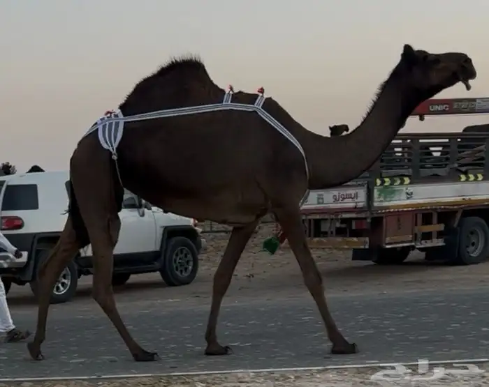 مجهم عشراء بنت وحيدان معزول منها 1