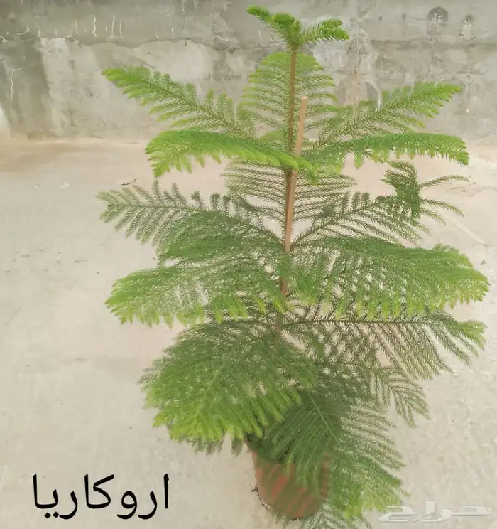 مؤسسة زهرة الخليج الزراعية -نجران -دحضة 8