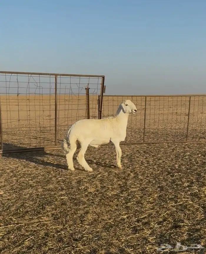 مشروع فحل حري صنف الصنف 3