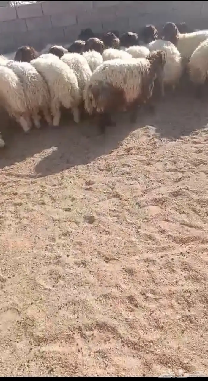 رخال نعيم تم البيع 1