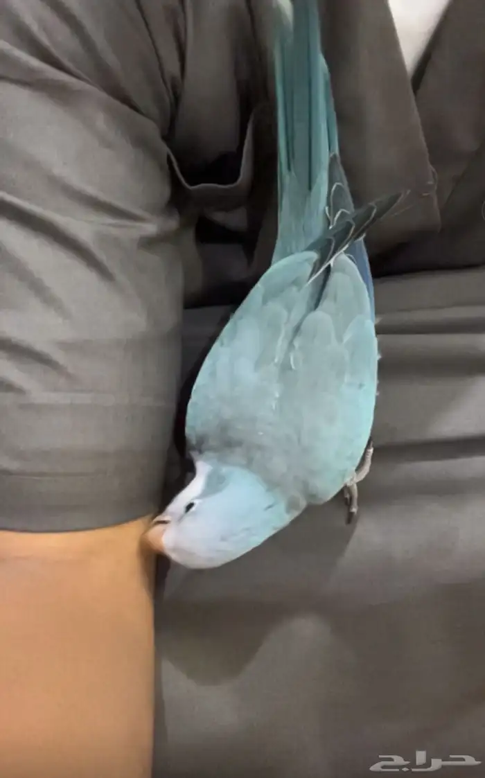 كويكر مفقود بحي السمراء 0