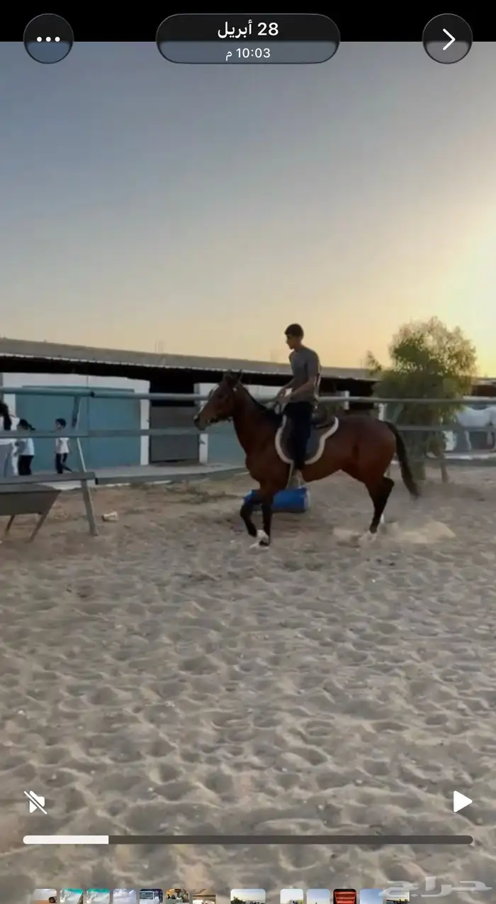 فرس للبيع هاديه وتصلح للاطفال وللنياق 4