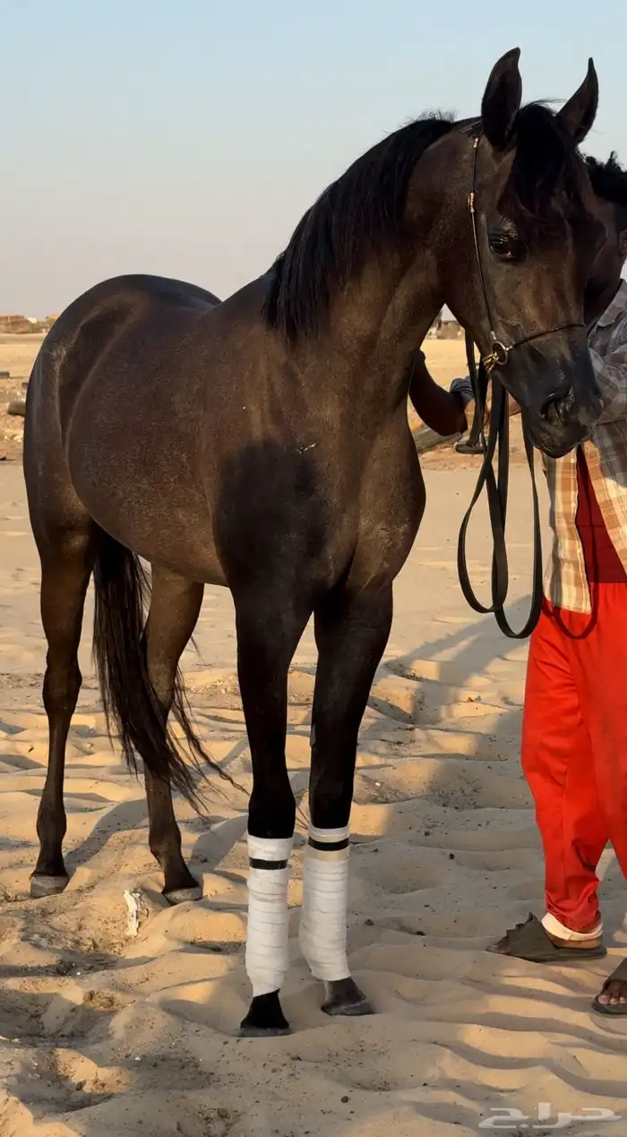 مهره واهو جمال للبيع 3