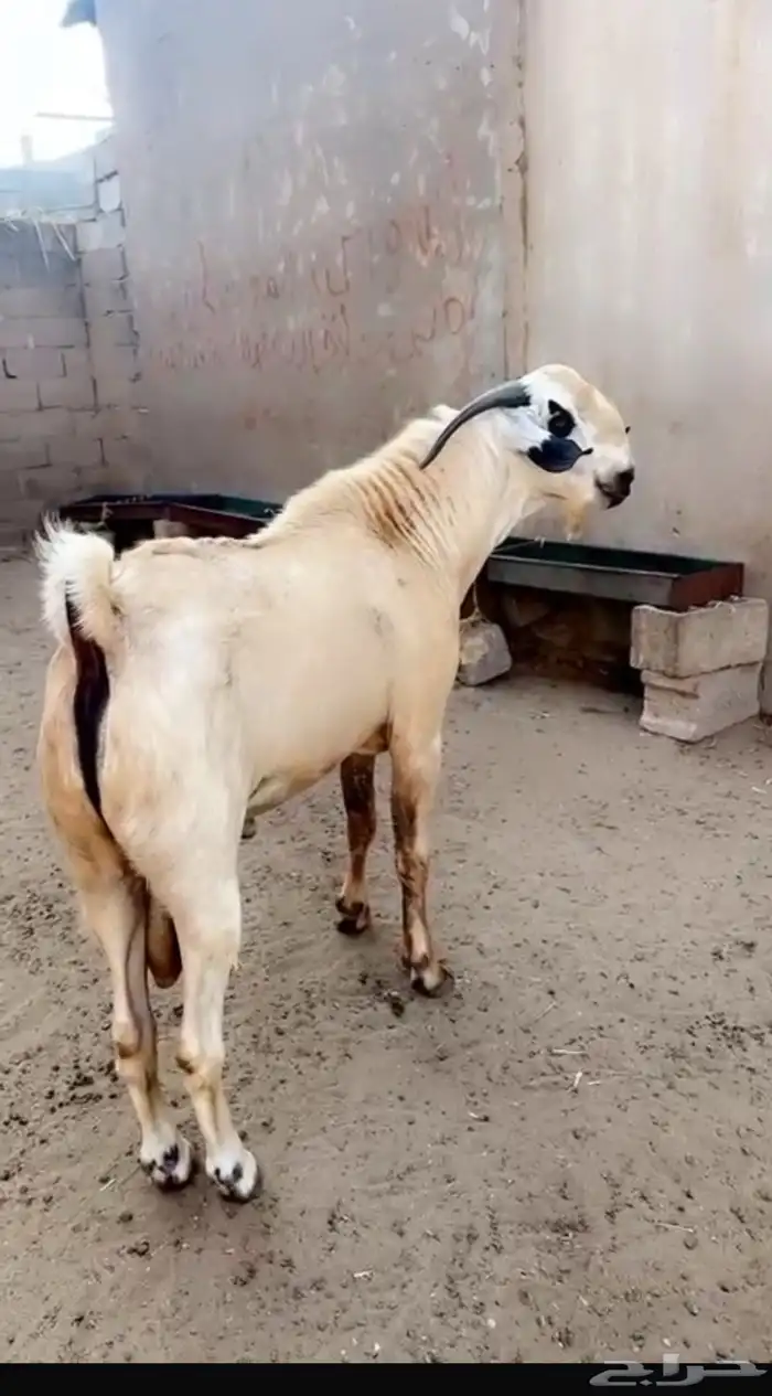 بيع وشراء نوادر الماعز البيشي 2