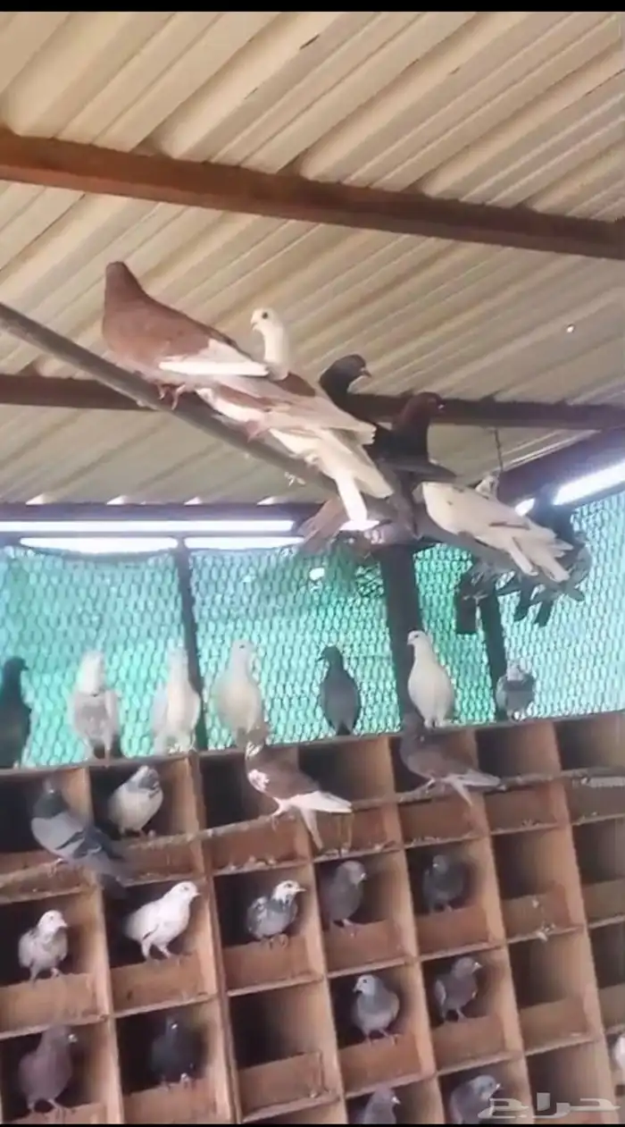 حمام بلدي للبيع 0