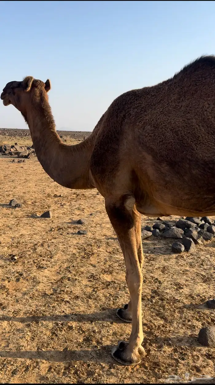 ناقه لقح سديس 3