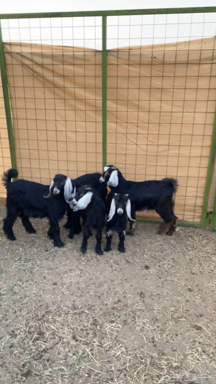 جفار وتيوس عوراض 0