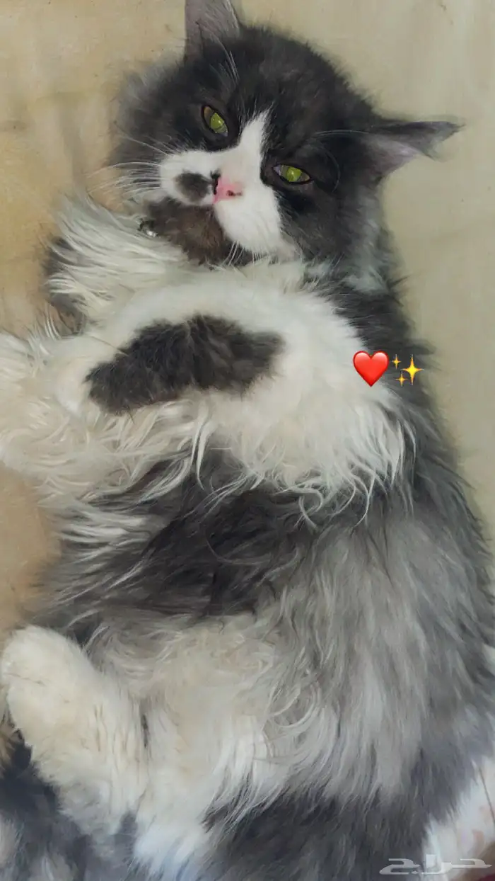 قطط شيرازي 4