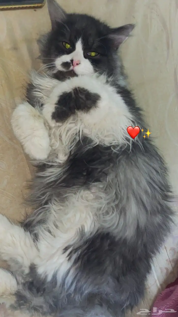 قطط شيرازي 3